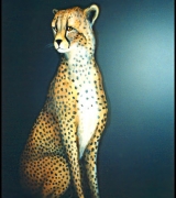 Cheetah Wall Mural